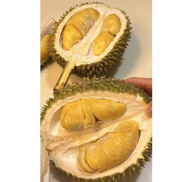 

Durian Musang King Asli
