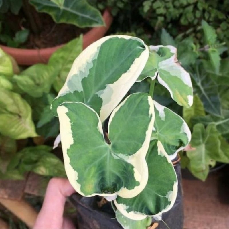 Tanaman Hias Alokasia Kantong Semar/Keladi Kantong Semar