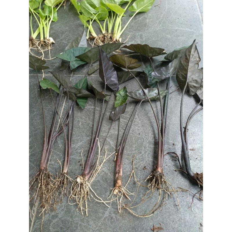 sente hitam / sente wulung / keladi hitam