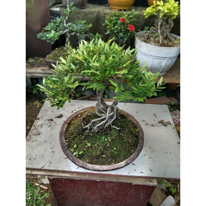 bonsai cendrawasih