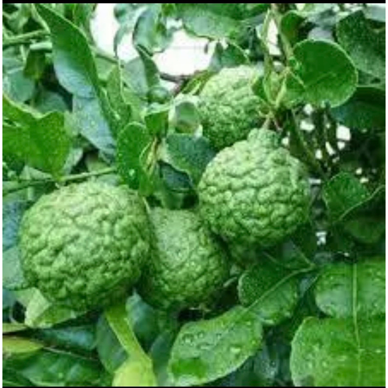 Bibit buah jeruk purut sudah berbuah