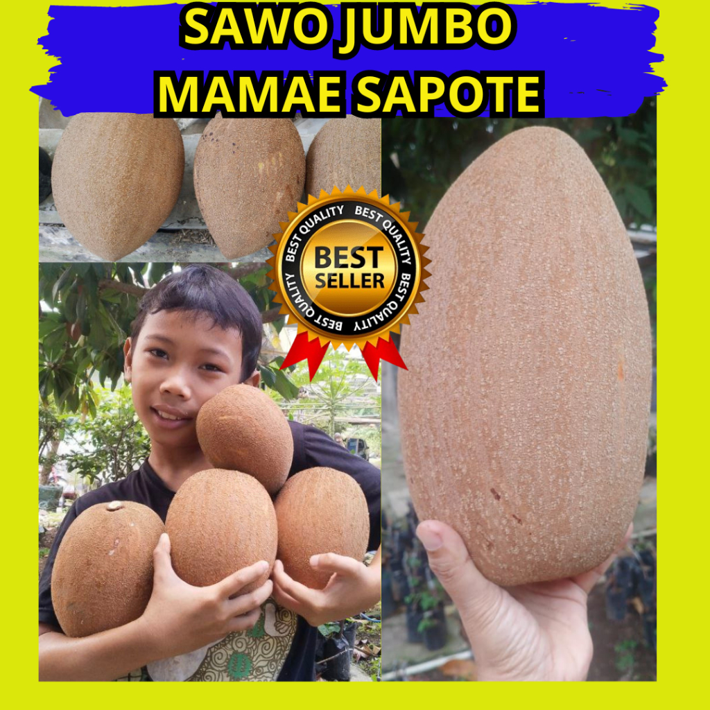 

Sawo Jumbo, Buah Sawo Jumbo, Buah Mamae Sapote