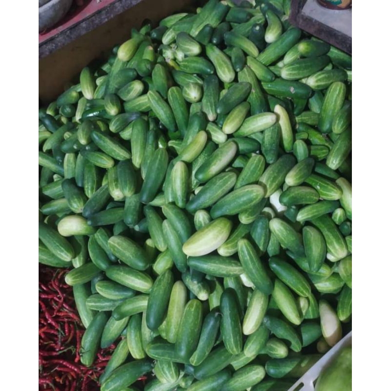 

timun bandung 1kg