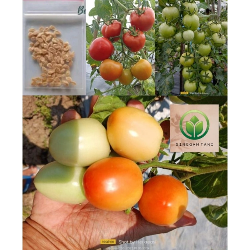 BIJI BENIH BIBIT TOMAT MERAH UNGGUL BERBUAH LEBAT ECERAN - BIBIT BENIH TOMAT MERAH UNGGUL SUPER LEBA