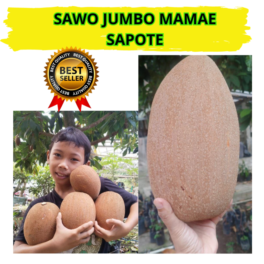 

Buah Unik, Buah Langka, Buah Sawo Jumbo, Buah Mamae Sapote