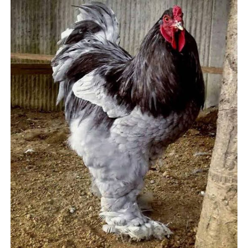 

PROMO!! TELUR AYAM HIAS BRAHMA BUFF GC ISA UNTUK DI TETASKAN