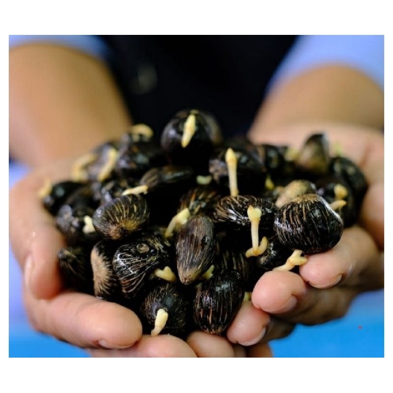 100 Butir Benih Kecambah Sawit DXP LONSUM asli SERTIFIKAT