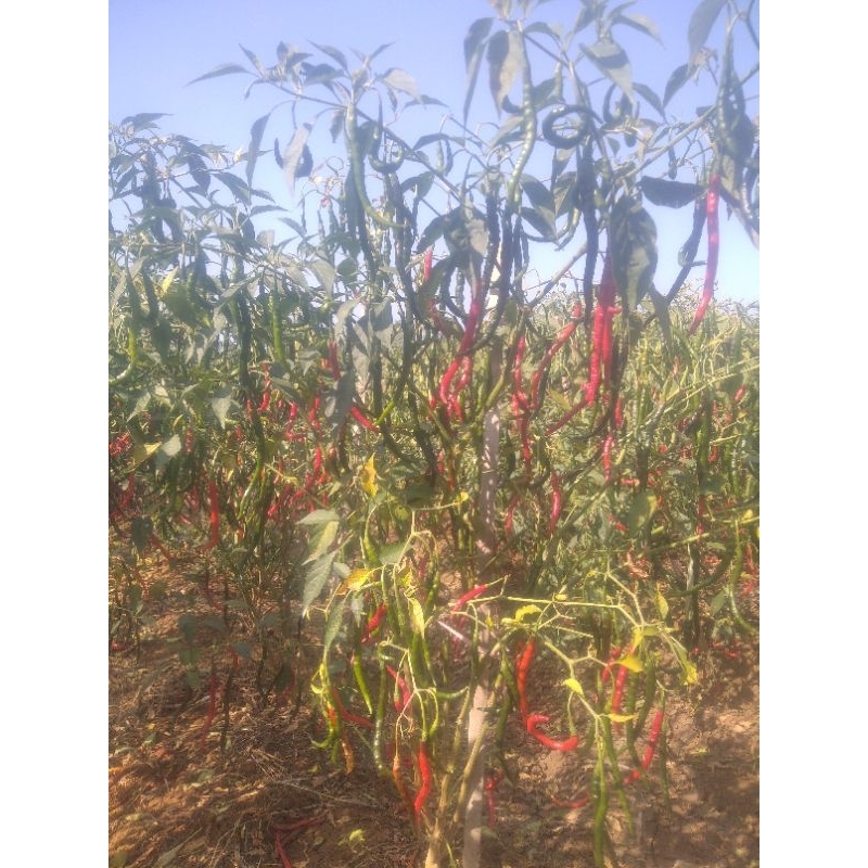 

cabe keriting 1kg30000