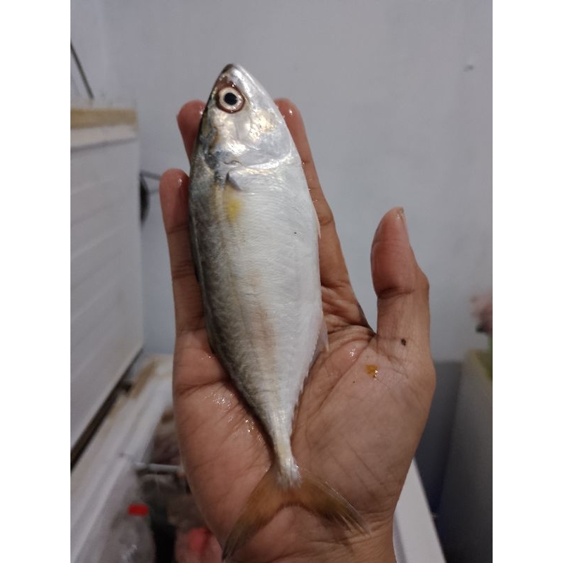 

ikan kembung kecil 450gr