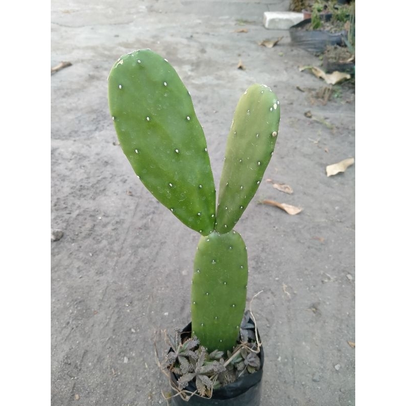 kaktus centong tanpa duri opuntia