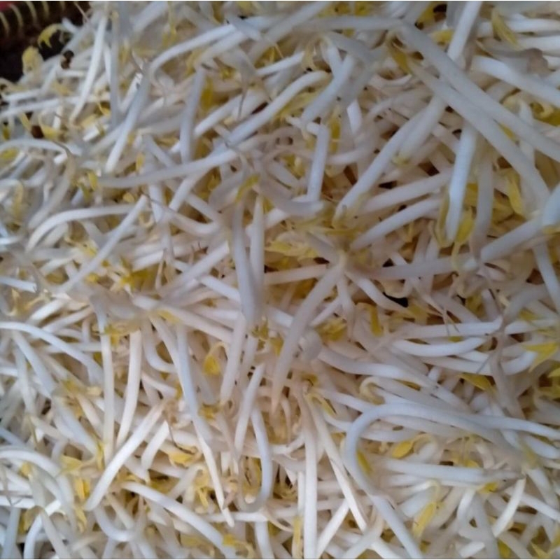 

TAUGE FRESH 1KG