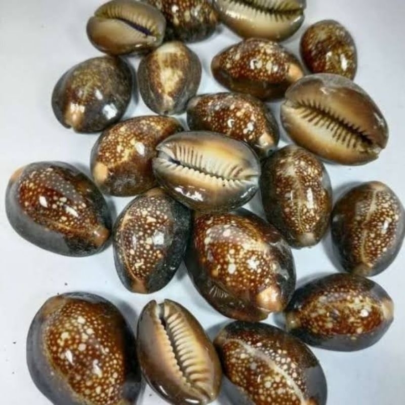 kewuk hitam/kerang hitam/kuwuk mainan jadul isi 100gram