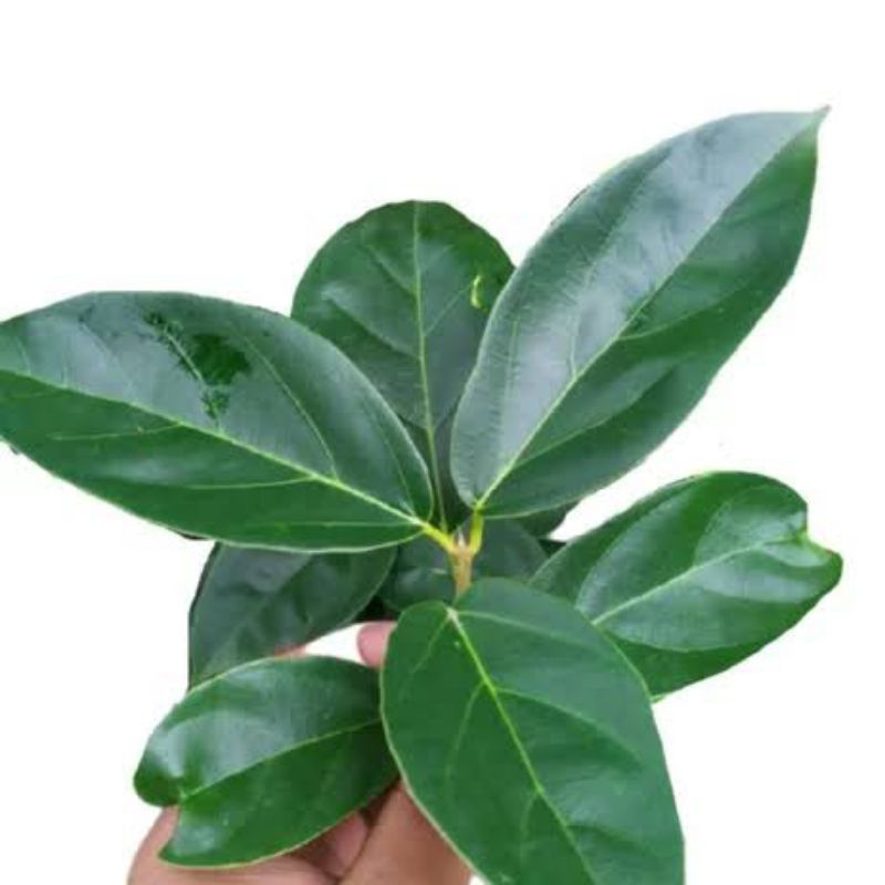 

Daun Cincau Perdu Cincau Hijau Segar Per100 Lembar/Helai
