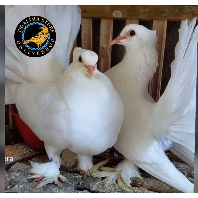 BURUNG MERPATI KIPAS SEPASANG