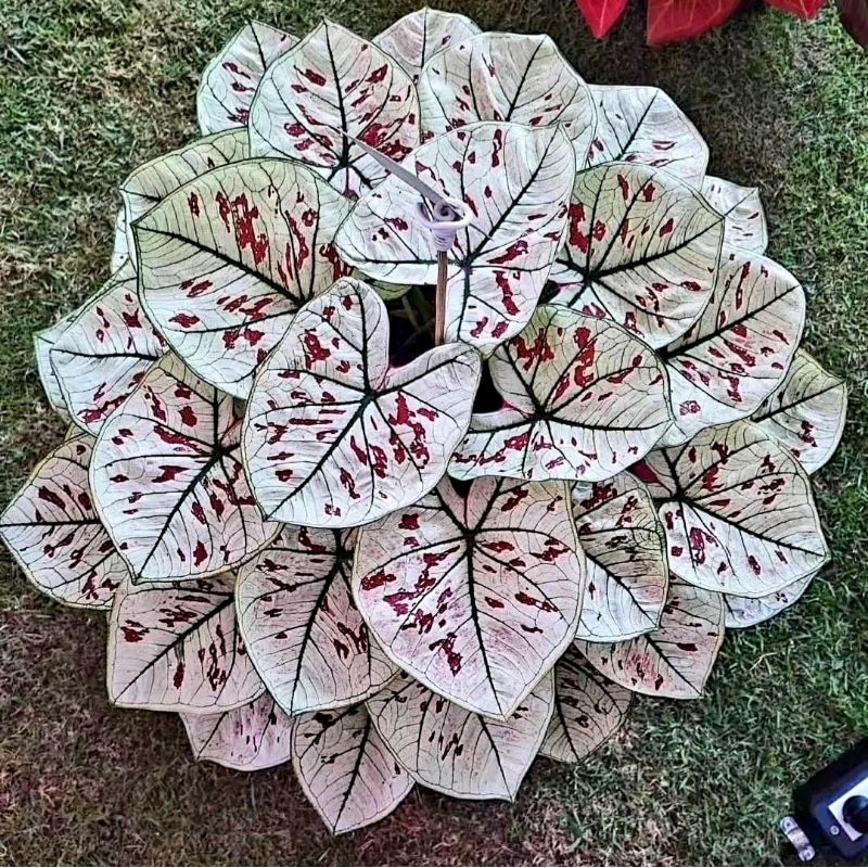 Tanaman Hias Caladium New Hybrid 01 Daun Tanaman Keladi Hias Murah Impor Thailand Import BUKAN bongg