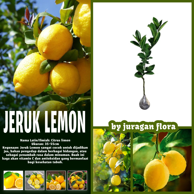 BIBIT TANAMAN JERUK LEMON MANIS OKULASI CEPAT BERBUAH / TANAMAN JERUK LEMON / POHON JERUK LEMON / BI