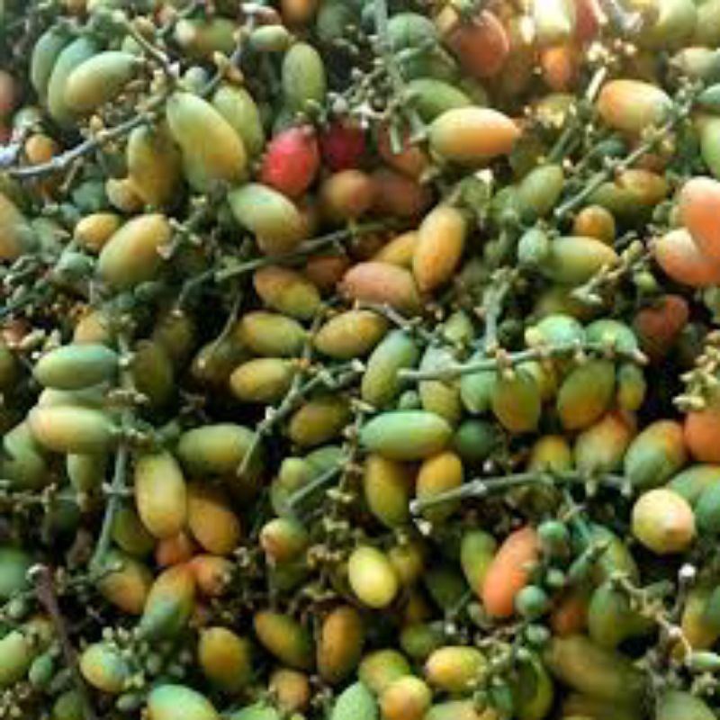 

buah melinjo 250grm