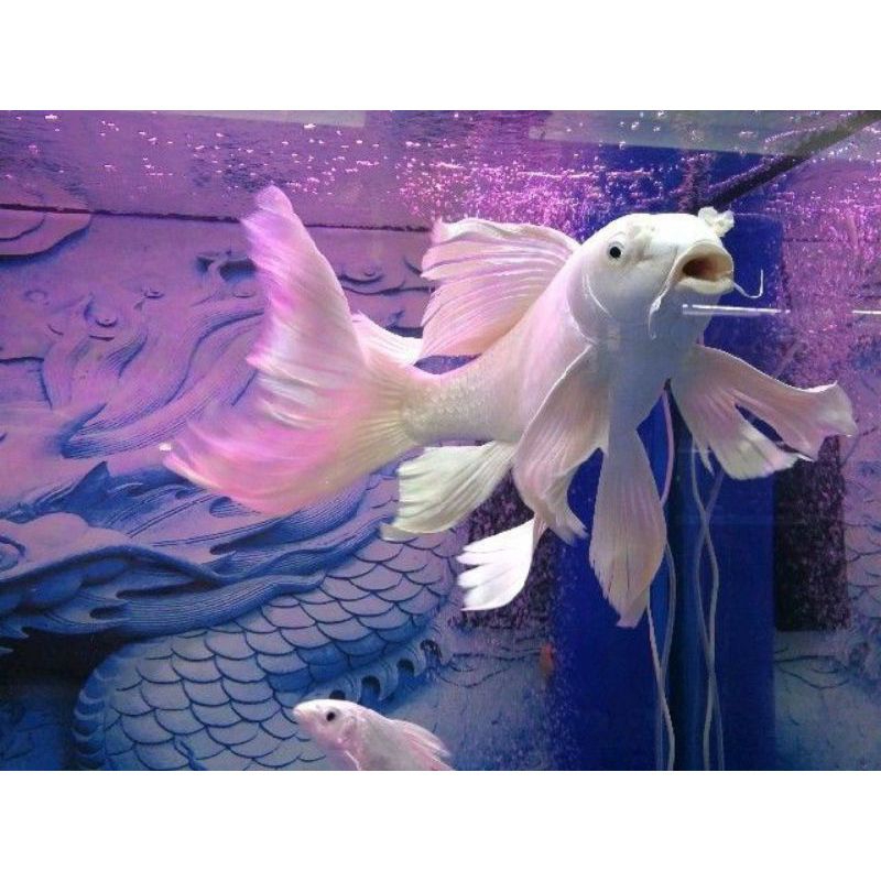 

KOI PLATINUM SLAYER UKURAN 20-25CM