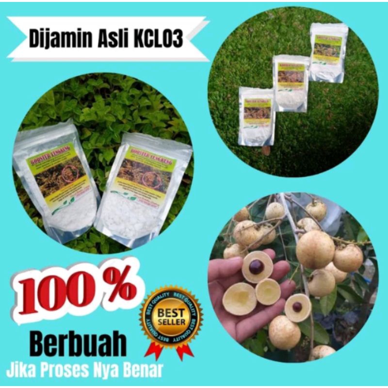 Booster Kelengkeng Cepat Berbuah,Booster Kelengkeng Murni, Pupuk Kelengkeng Murni