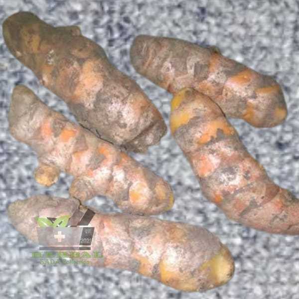 

Temu Giring Segar Atau Kunyit Gede Segar 500 gram