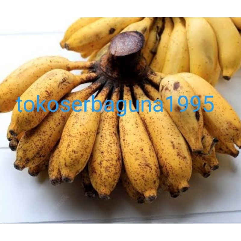 

pisang susu