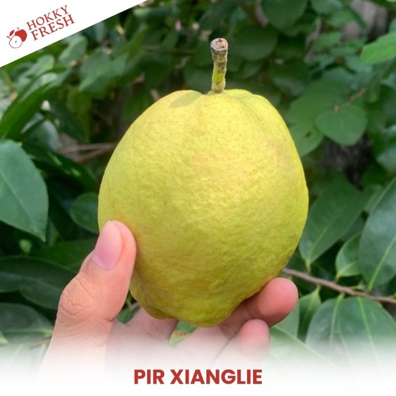 

Pir Xianglie / Kg