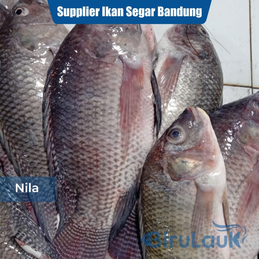 

IKAN NILA HITAM SEGAR BANDUNG