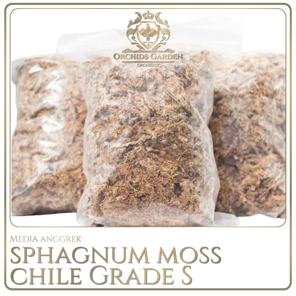 Sphagnum Moss CHILE Chilean Sphagnum Moss GRADE S IMPORT Media Tanam Anggrek Spagnum Mos SpaghnumSph