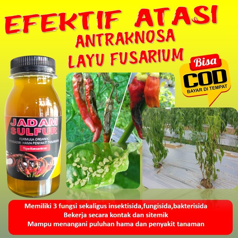 Pestisida Fungisida 100 ml pembasmi hama dan penyakit bule keriting busuk buah tanaman cabai