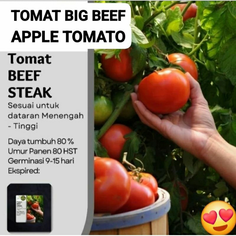 50 Benih Bibit Biji Tomat BIG BEEF STEAK, Apple Tomato, Premium Import Seeds, Mudah tumbuh dan berbu