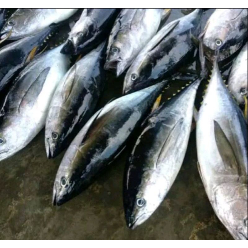 

ikan tongkol segar 1.4-1.6