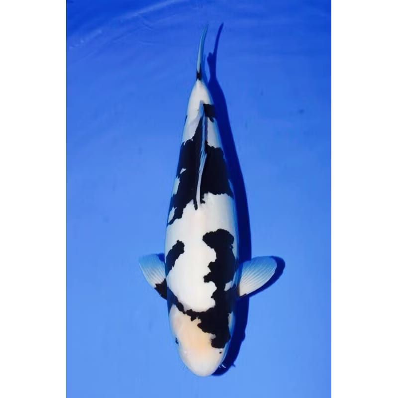 

KOI SHIRO UKURAN 20-25CM