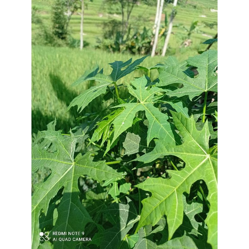 

Daun pepaya jepang/daun gedi 500gram