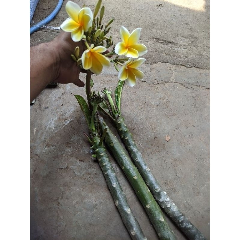 pohon bunga Kamboja kuning Cendana - plumeria stek batang