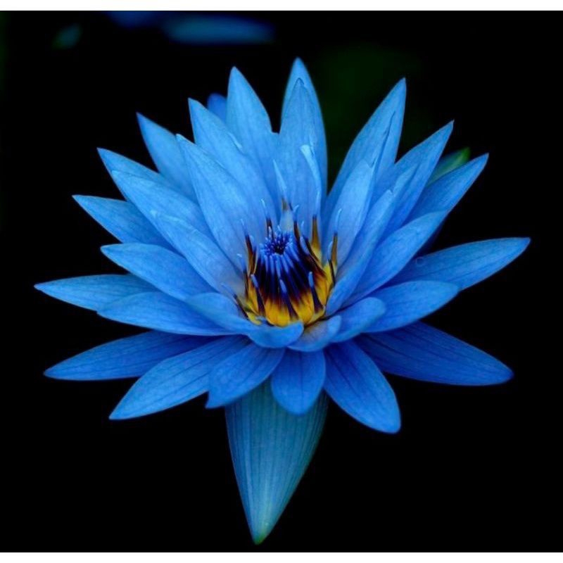 (TERMURAH) BISA COD TANAMAN HIAS WIJAYA KUSUMA BUNGA(BLUE)//TANAMAN HIAS GANTUNG WIJAYA BUNGA BIRU