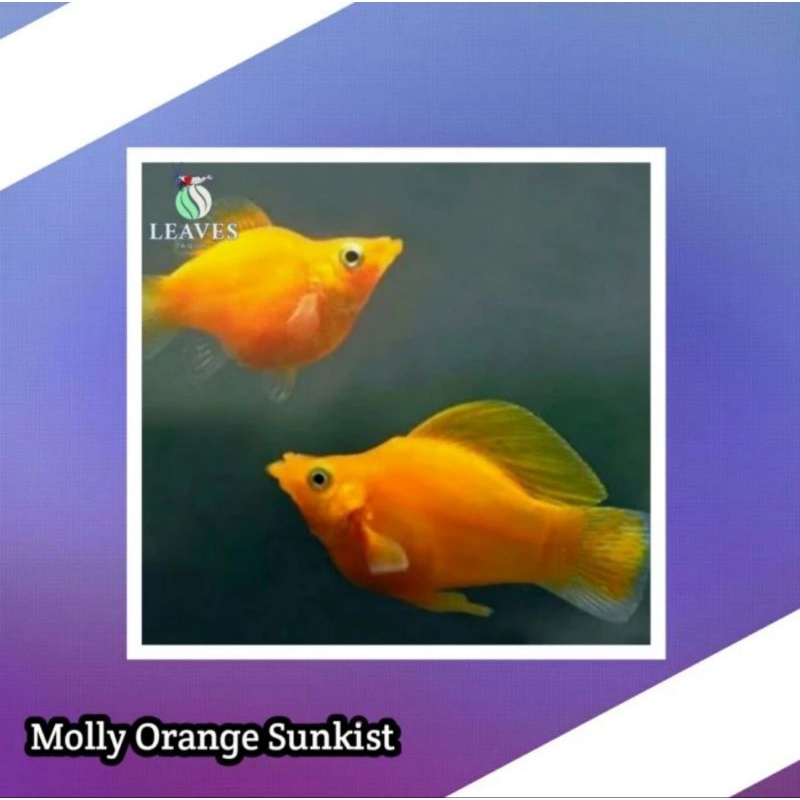 ikan molly balon orange sunkist