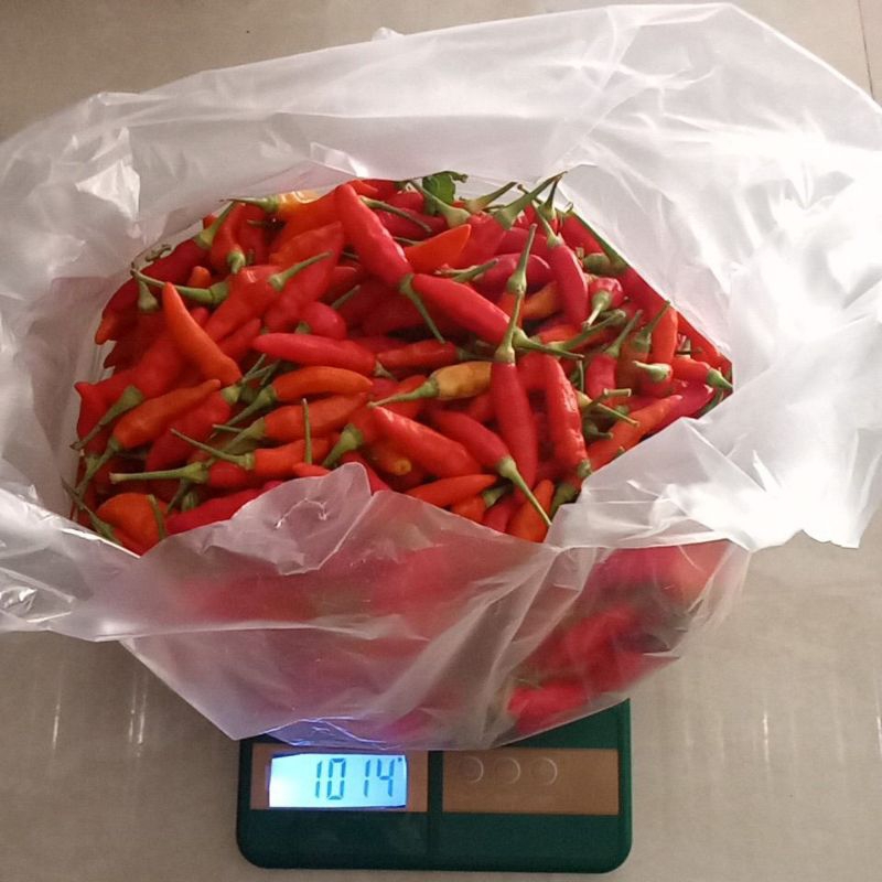 

cabe fresh dari petani berat 1 kg