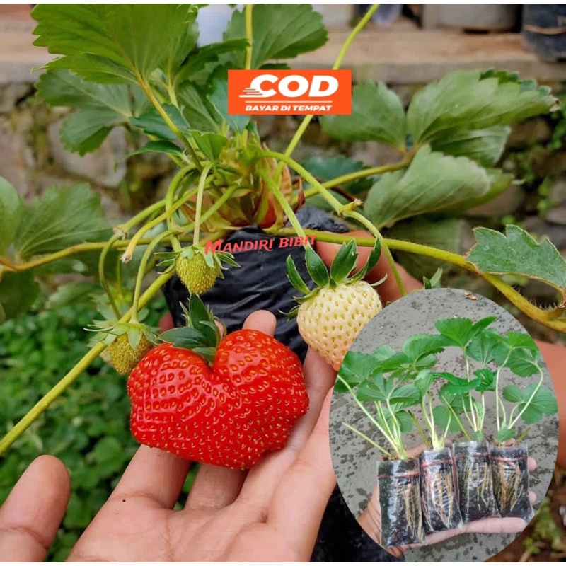 Bibit strawberry manis