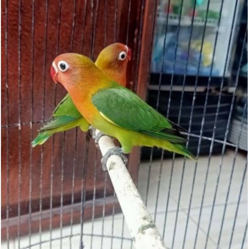 Burung Lovebird josan sepasang