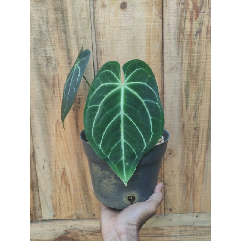 Kuping Gajah Magnifikum Tanaman jadul unik