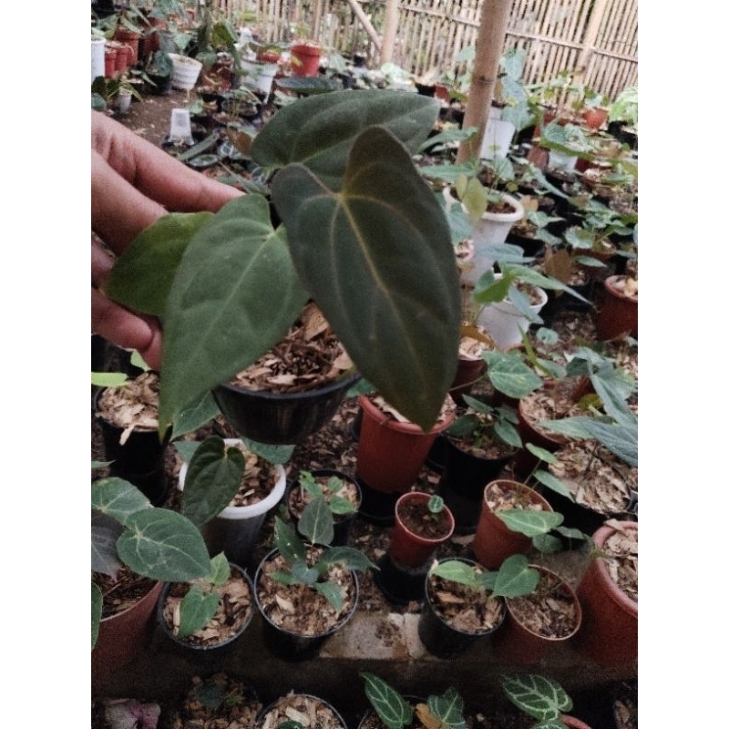 anthuroum papilaminum x one