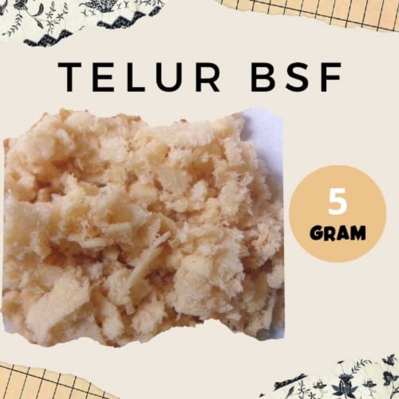 

Telur BSF 5 gram garansi menetas