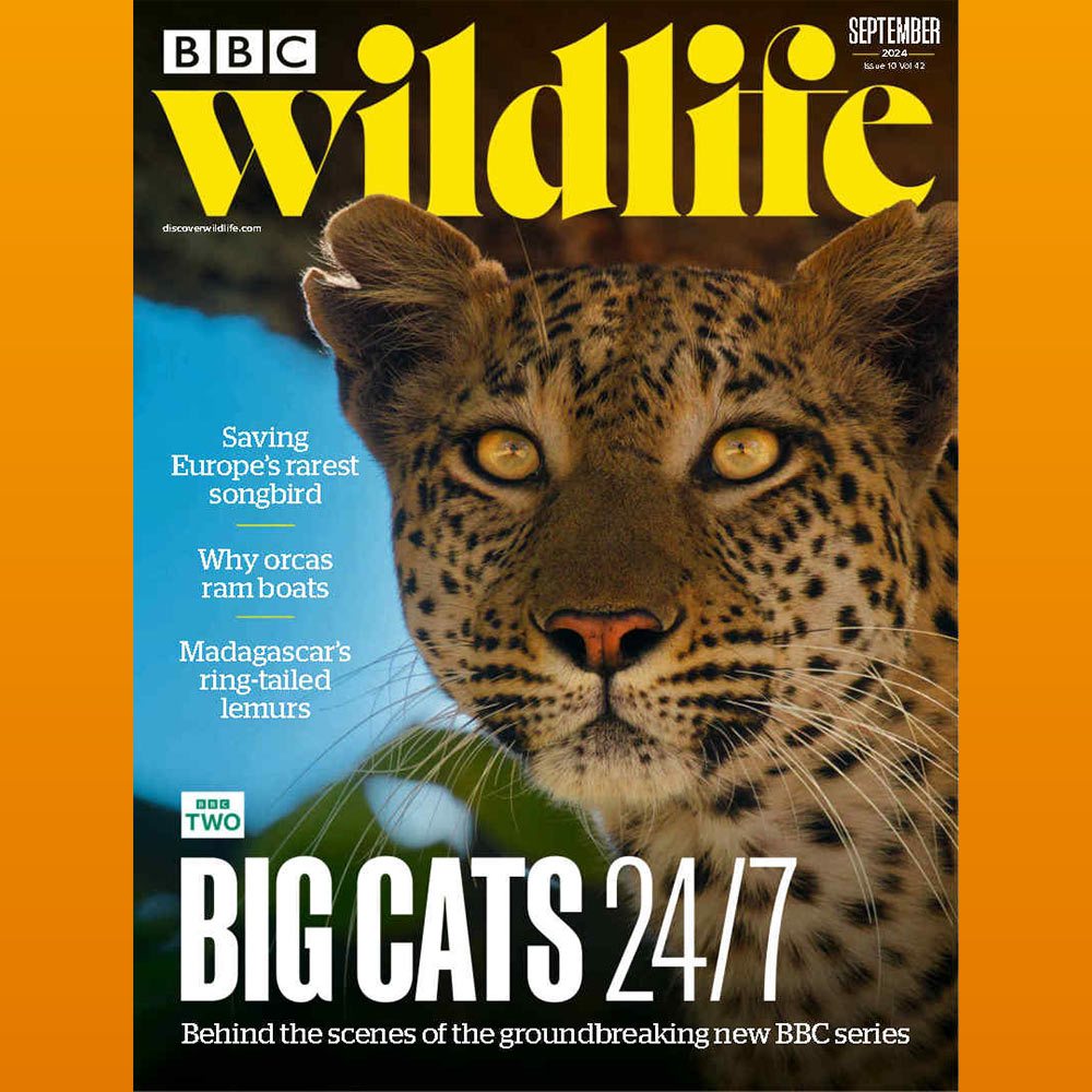 

BBC Wildlife Magazine - September 2024 Majalah Import English