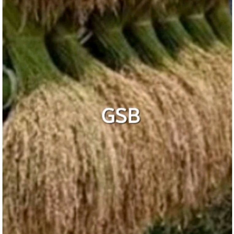 Jual Bibit padi huma asli benih padi beras merah