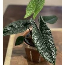Tanaman Hias Alocasia Scalprum