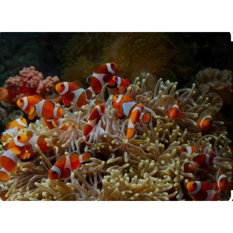 Nemo / Ikan Badut / Clownfish / Ikan Hias Air Laut