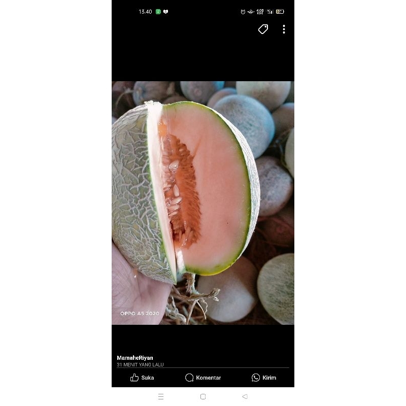 Biji melon orange(50pcs)