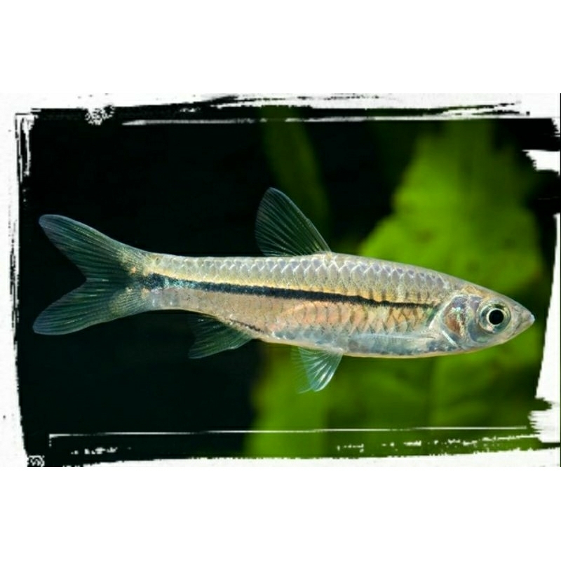 Wader Pari | Rasbora Argyrotaenia