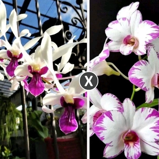 Anggrek Dendrobium Messagnil X Enobi Dewasa