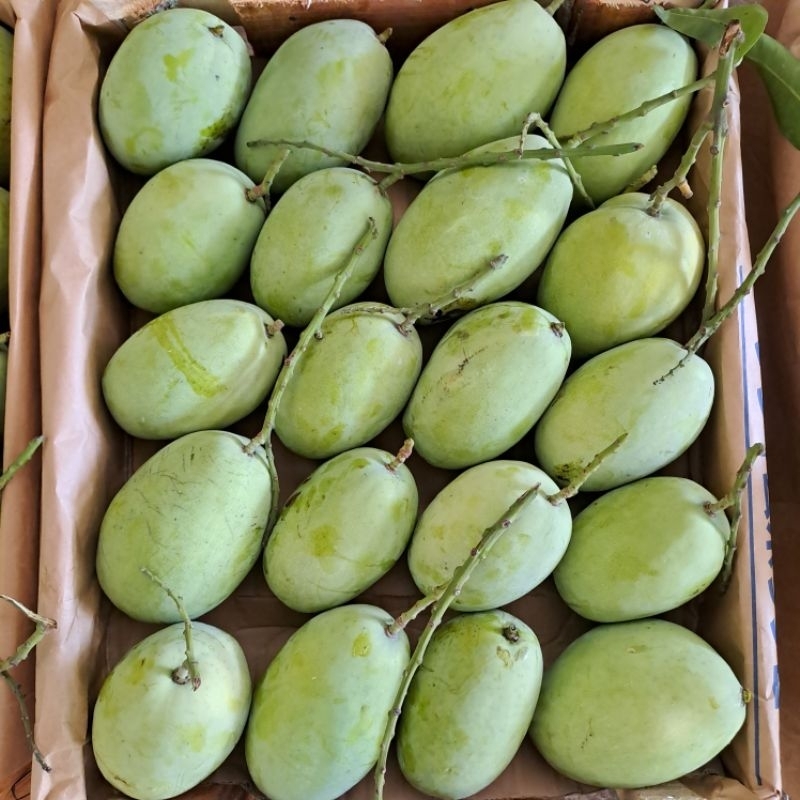 

Mangga Indramayu paket 5kg